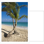 Palm trees on beach, Playa El Cortecito, Bavaro, Dominican Republic by Anonymous
