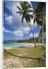 Tropical beach, Playa Rincon, Samana Peninsula, Dominican Republic by Anonymous
