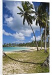 Tropical beach, Playa Rincon, Samana Peninsula, Dominican Republic by Anonymous