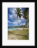 Tropical beach, Playa Rincon, Samana Peninsula, Dominican Republic by Anonymous
