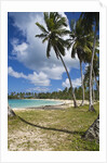 Tropical beach, Playa Rincon, Samana Peninsula, Dominican Republic by Anonymous