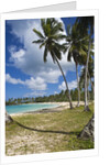 Tropical beach, Playa Rincon, Samana Peninsula, Dominican Republic by Anonymous