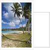 Tropical beach, Playa Rincon, Samana Peninsula, Dominican Republic by Anonymous