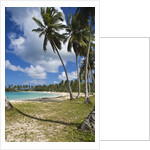 Tropical beach, Playa Rincon, Samana Peninsula, Dominican Republic by Anonymous