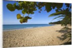 Tropical beach, Las Terrenas, Dominican Republic by Anonymous