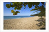 Tropical beach, Las Terrenas, Dominican Republic by Anonymous