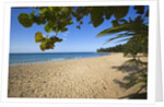 Tropical beach, Las Terrenas, Dominican Republic by Anonymous