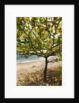 Tropical tree on beach, Samana Peninsula, Dominican Republic by Anonymous