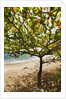 Tropical tree on beach, Samana Peninsula, Dominican Republic by Anonymous