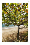 Tropical tree on beach, Samana Peninsula, Dominican Republic by Anonymous