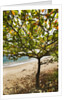 Tropical tree on beach, Samana Peninsula, Dominican Republic by Anonymous