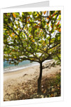 Tropical tree on beach, Samana Peninsula, Dominican Republic by Anonymous
