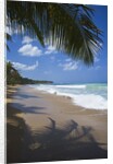 Tropical beach, Las Terrenas, Dominican Republic by Anonymous