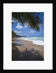 Tropical beach, Las Terrenas, Dominican Republic by Anonymous