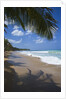 Tropical beach, Las Terrenas, Dominican Republic by Anonymous