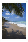 Tropical beach, Las Terrenas, Dominican Republic by Anonymous