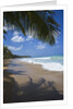 Tropical beach, Las Terrenas, Dominican Republic by Anonymous