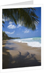 Tropical beach, Las Terrenas, Dominican Republic by Anonymous