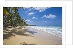 Tropical beach, Las Terrenas, Dominican Republic by Anonymous