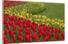 North America, United States, Washington, Mount Vernon, tulips in bloom at annual Skagit Valley Tuli by Anonymous