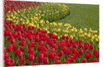North America, United States, Washington, Mount Vernon, tulips in bloom at annual Skagit Valley Tuli by Anonymous