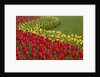 North America, United States, Washington, Mount Vernon, tulips in bloom at annual Skagit Valley Tuli by Anonymous