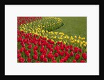 North America, United States, Washington, Mount Vernon, tulips in bloom at annual Skagit Valley Tuli by Anonymous