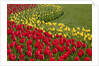 North America, United States, Washington, Mount Vernon, tulips in bloom at annual Skagit Valley Tuli by Anonymous