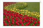 North America, United States, Washington, Mount Vernon, tulips in bloom at annual Skagit Valley Tuli by Anonymous