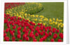 North America, United States, Washington, Mount Vernon, tulips in bloom at annual Skagit Valley Tuli by Anonymous