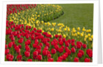 North America, United States, Washington, Mount Vernon, tulips in bloom at annual Skagit Valley Tuli by Anonymous