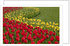 North America, United States, Washington, Mount Vernon, tulips in bloom at annual Skagit Valley Tuli by Anonymous