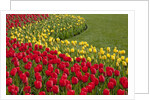 North America, United States, Washington, Mount Vernon, tulips in bloom at annual Skagit Valley Tuli by Anonymous