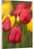 North America, United States, Washington, Mount Vernon, tulips in bloom at annual Skagit Valley Tuli by Anonymous