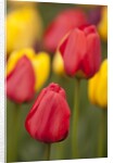 North America, United States, Washington, Mount Vernon, tulips in bloom at annual Skagit Valley Tuli by Anonymous