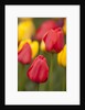 North America, United States, Washington, Mount Vernon, tulips in bloom at annual Skagit Valley Tuli by Anonymous