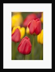 North America, United States, Washington, Mount Vernon, tulips in bloom at annual Skagit Valley Tuli by Anonymous