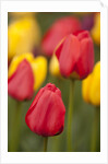 North America, United States, Washington, Mount Vernon, tulips in bloom at annual Skagit Valley Tuli by Anonymous