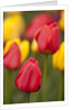 North America, United States, Washington, Mount Vernon, tulips in bloom at annual Skagit Valley Tuli by Anonymous