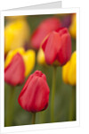 North America, United States, Washington, Mount Vernon, tulips in bloom at annual Skagit Valley Tuli by Anonymous