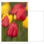 North America, United States, Washington, Mount Vernon, tulips in bloom at annual Skagit Valley Tuli by Anonymous