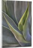 Agave Plants on the Island of Maui by Anonymous