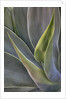 Agave Plants on the Island of Maui by Anonymous