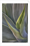 Agave Plants on the Island of Maui by Anonymous
