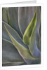 Agave Plants on the Island of Maui by Anonymous
