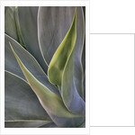 Agave Plants on the Island of Maui by Anonymous