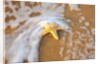 Starfish with evening surf rolling in by Anonymous