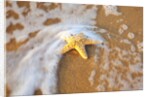 Starfish with evening surf rolling in by Anonymous