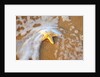 Starfish with evening surf rolling in by Anonymous
