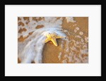 Starfish with evening surf rolling in by Anonymous
